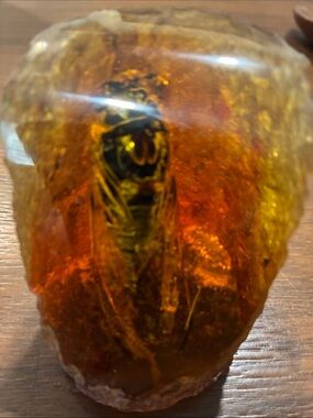 Insect Specimen Bugs in Resin Collection Amber Resin Bug Cicada